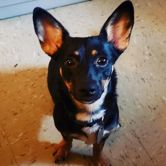 Meet your Posher, - Picture 5 of 11